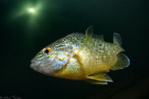 Lepomis gibbosus #2 by Mathieu Foulquié 